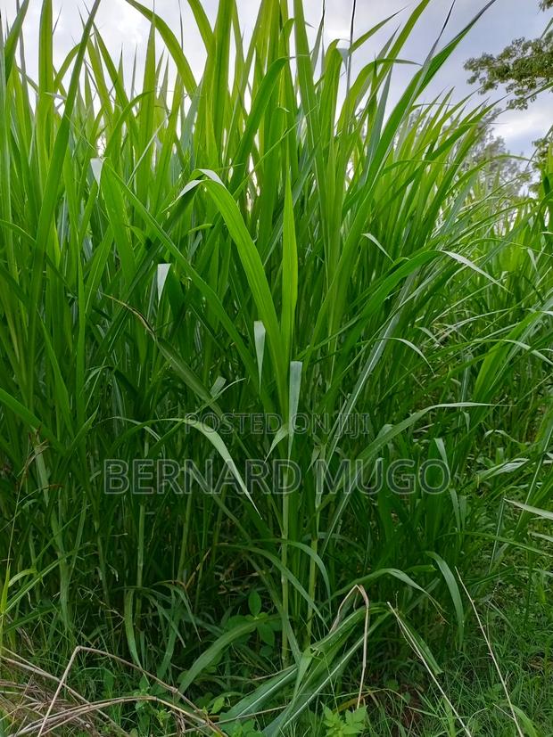 Super Nappier - Pakchong - thumbnail 2