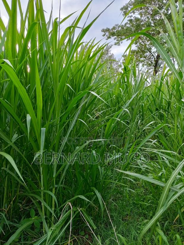 Super Nappier - Pakchong - thumbnail 3