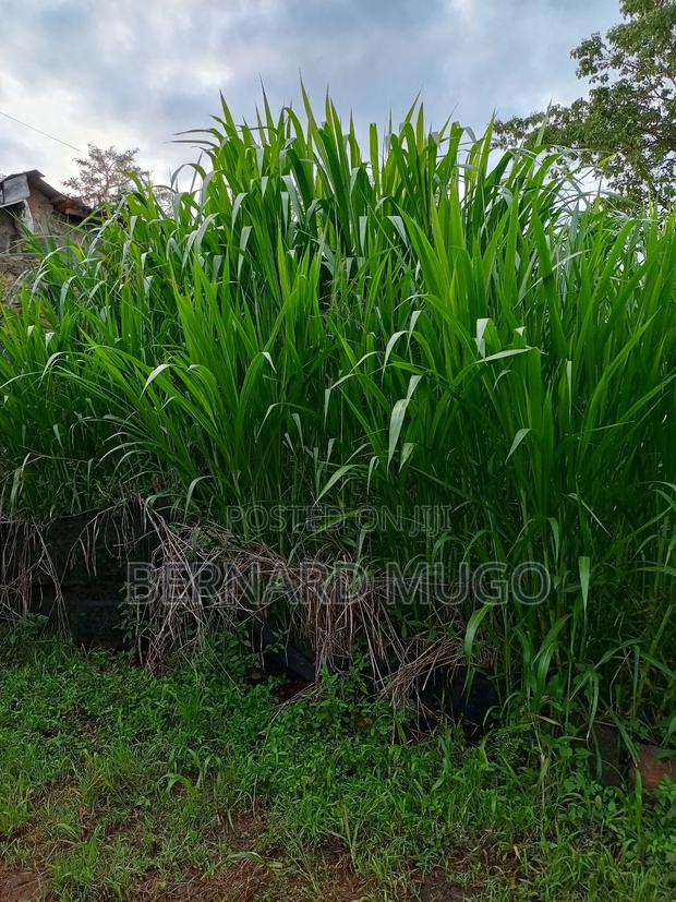 Super Nappier - Pakchong - thumbnail 4