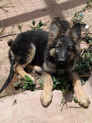 1-3 months Male Purebred German Shepherd - thumbnail 2