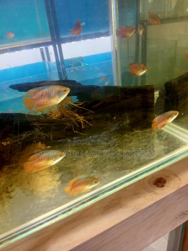 Gorgeous Dwarfs Gouramis