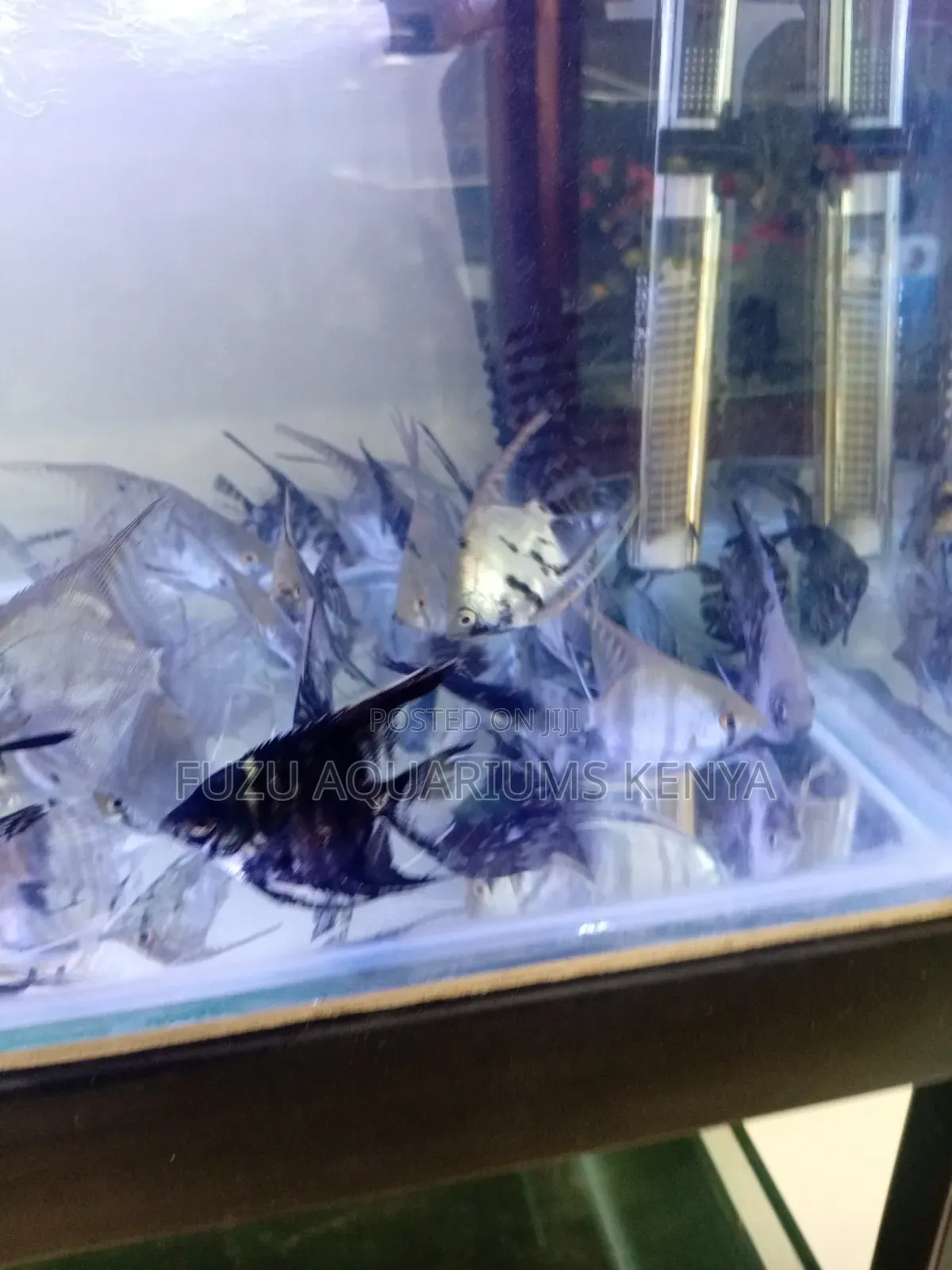 Angel Fish Medium Size