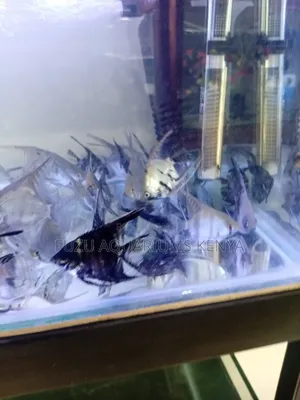 Angel Fish Medium Size