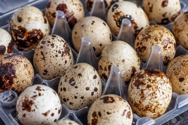 Fertilized Quail Eggs Ideal for Incubation or Consumption - main view