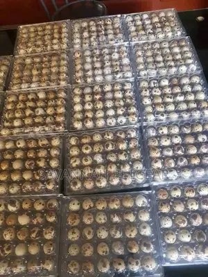 Fertilized Quail Eggs Ideal for Incubation or Consumption
