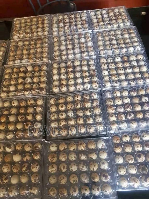 Fertilized Quail Eggs Ideal for Incubation or Consumption - thumbnail 2