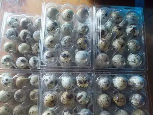Fertilized Quail Eggs Ideal for Incubation or Consumption