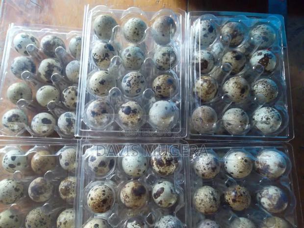 Fertilized Quail Eggs Ideal for Incubation or Consumption - thumbnail 3