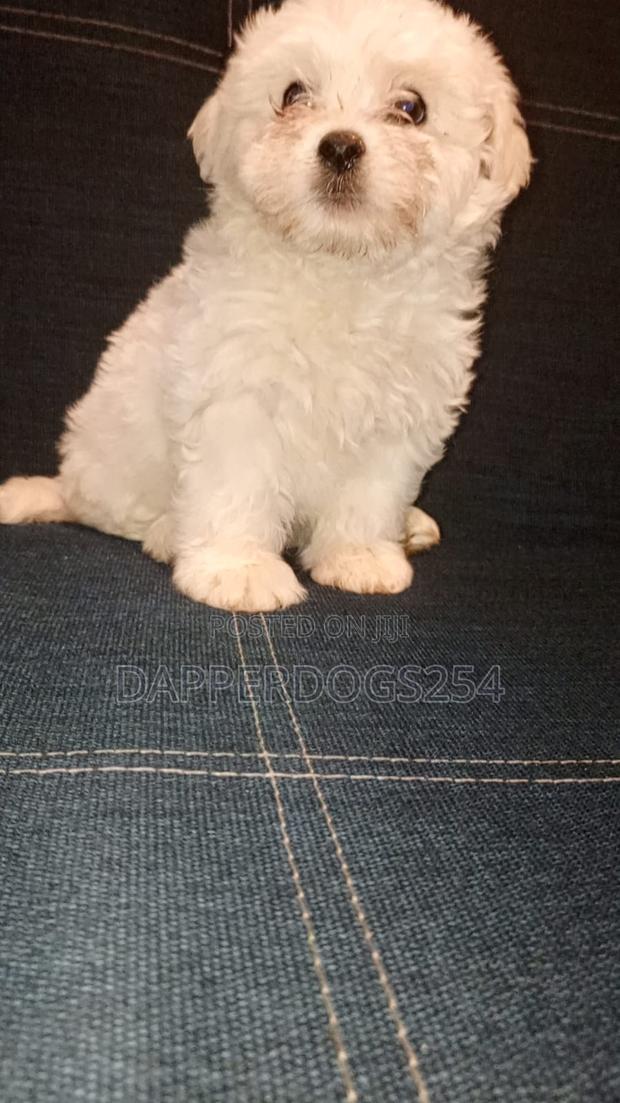 1-3 months Female Purebred Havanese - thumbnail 3