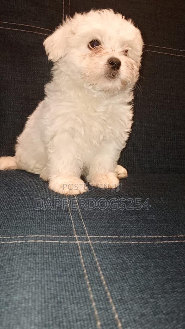 1-3 months Female Purebred Havanese - thumbnail 2