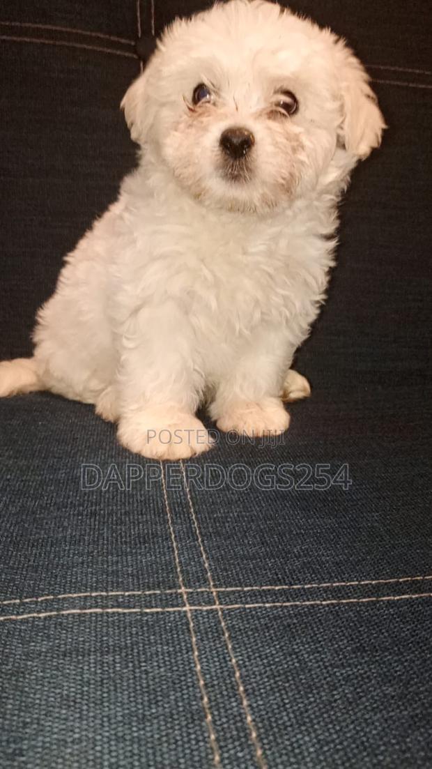 1-3 months Female Purebred Havanese - thumbnail 4
