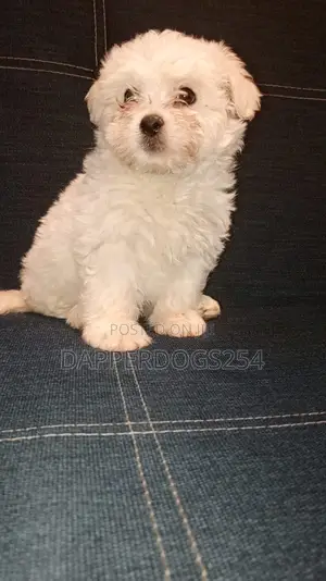1-3 months Female Purebred Havanese