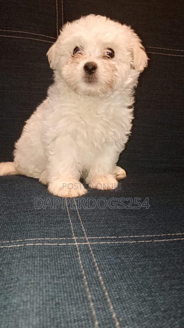 1-3 months Female Purebred Havanese - thumbnail 5