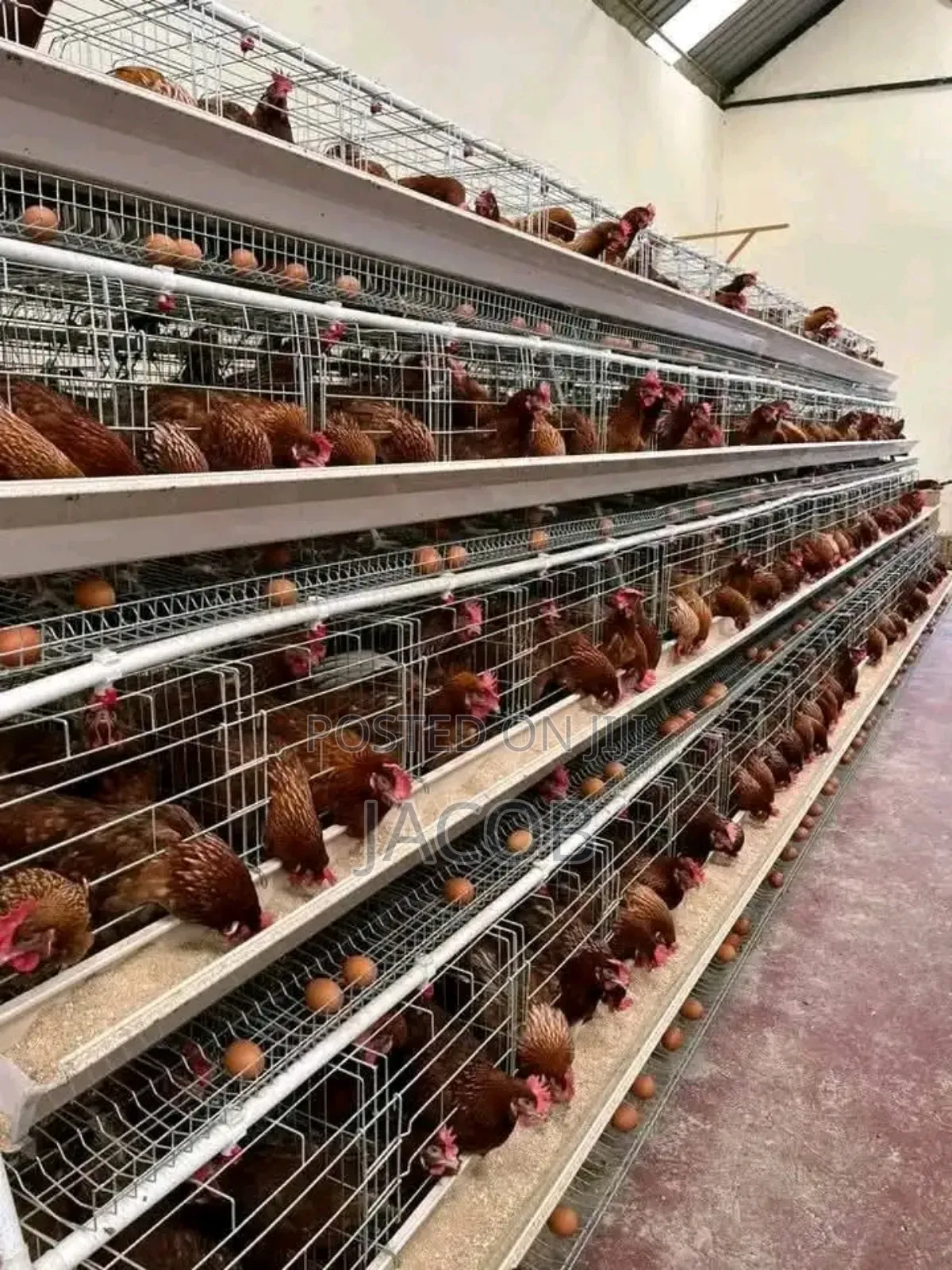 Chicken Cage