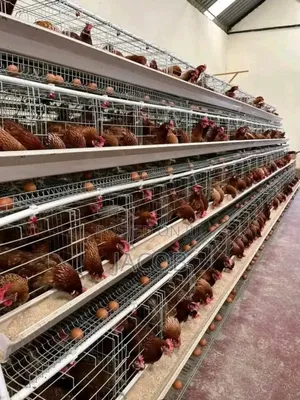 Chicken Cage