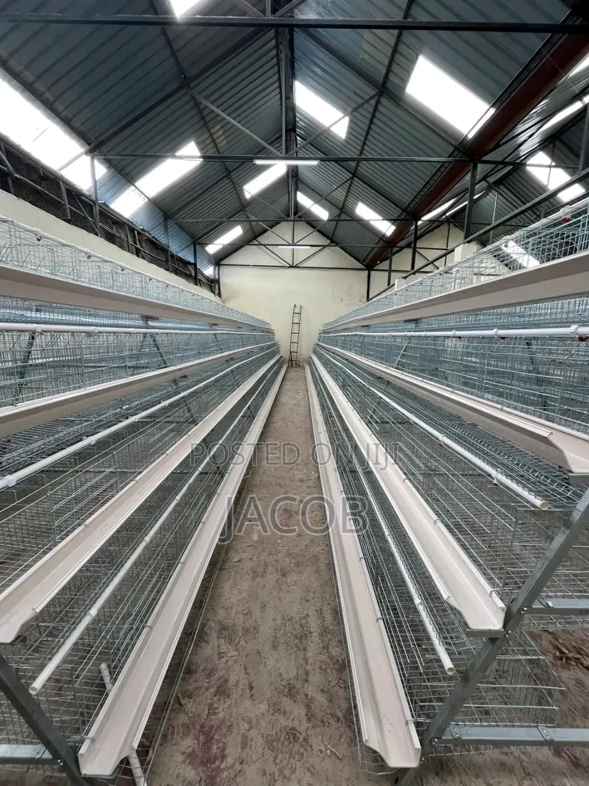 Chicken Cage