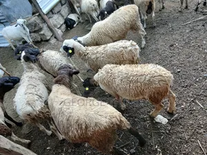 Dorper Males for Sale