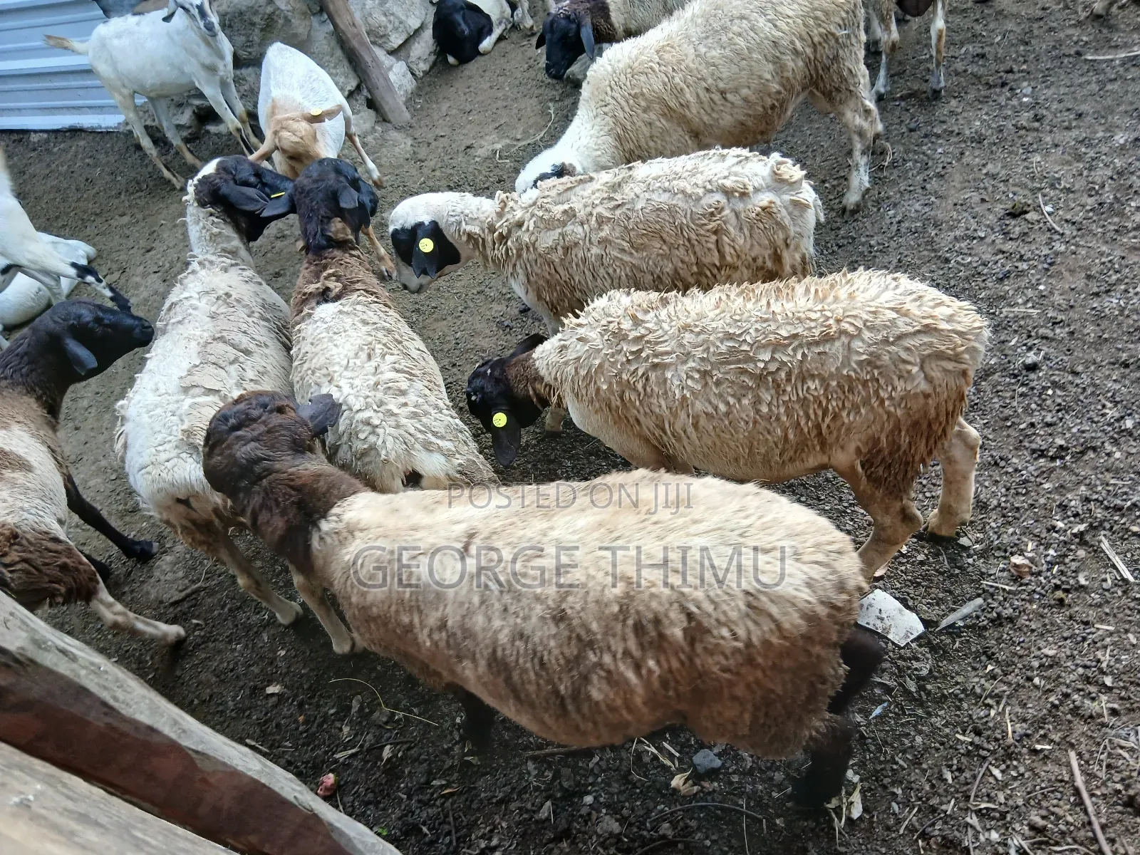 Dorper Males for Sale