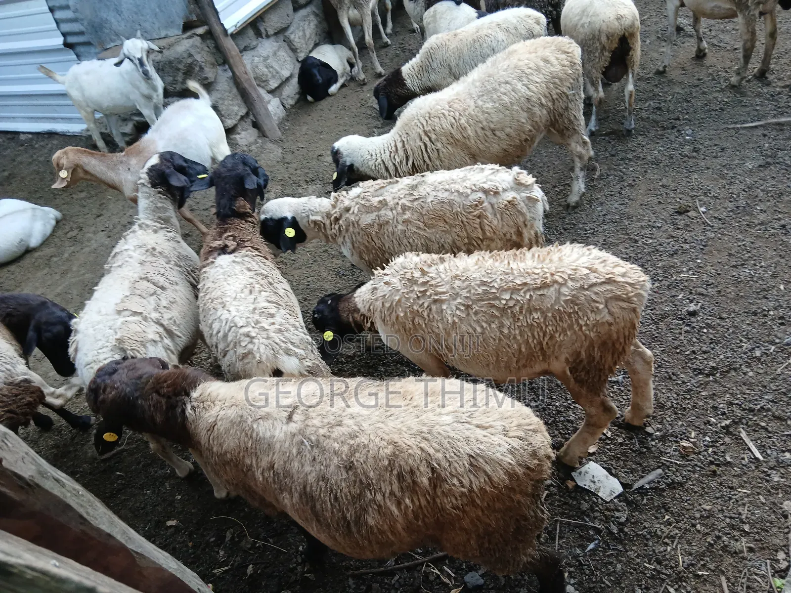 Dorper Males for Sale