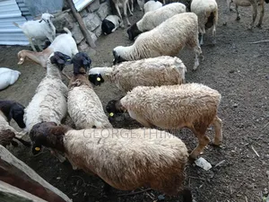 Dorper Males for Sale