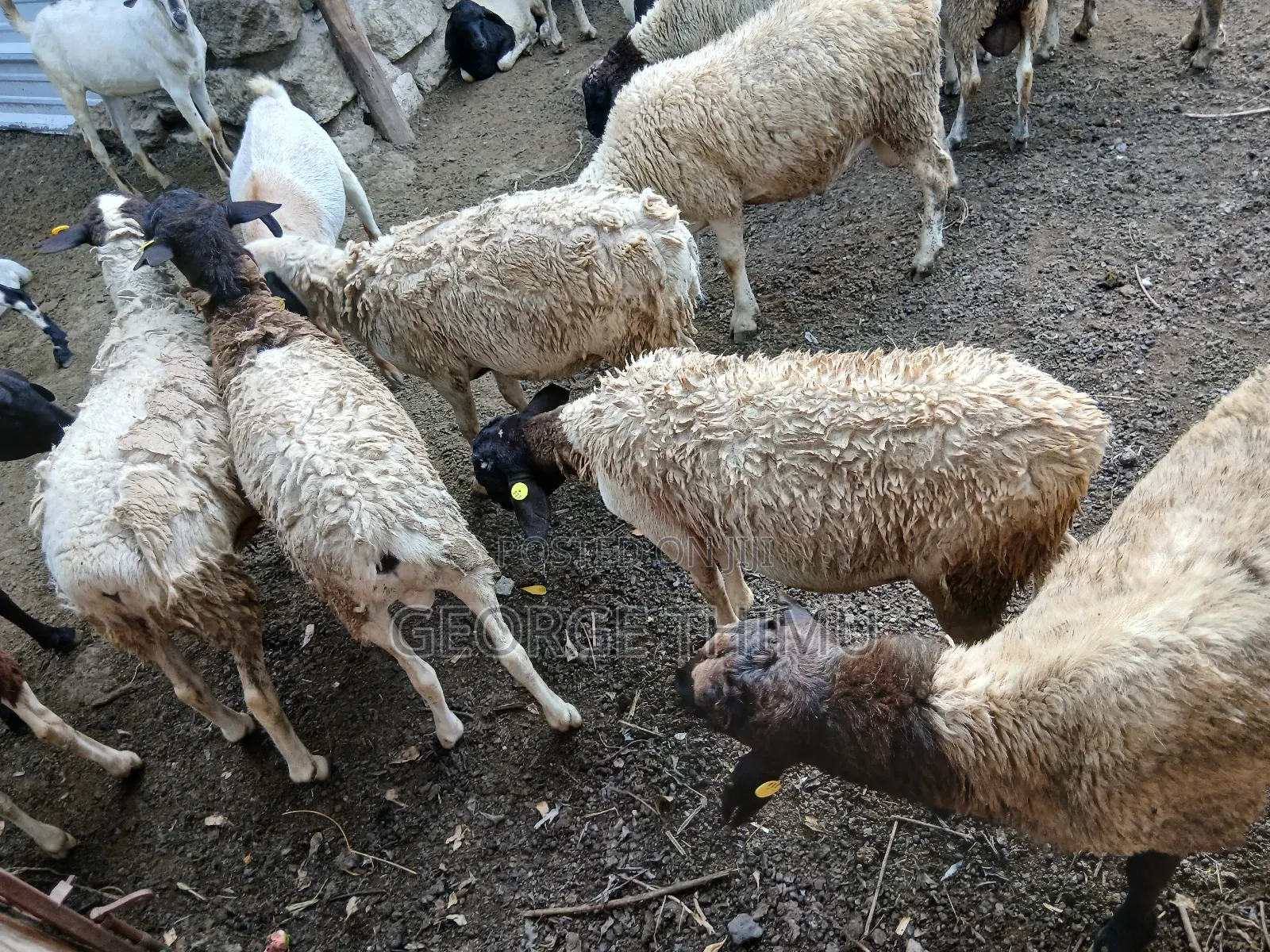 Dorper Males for Sale