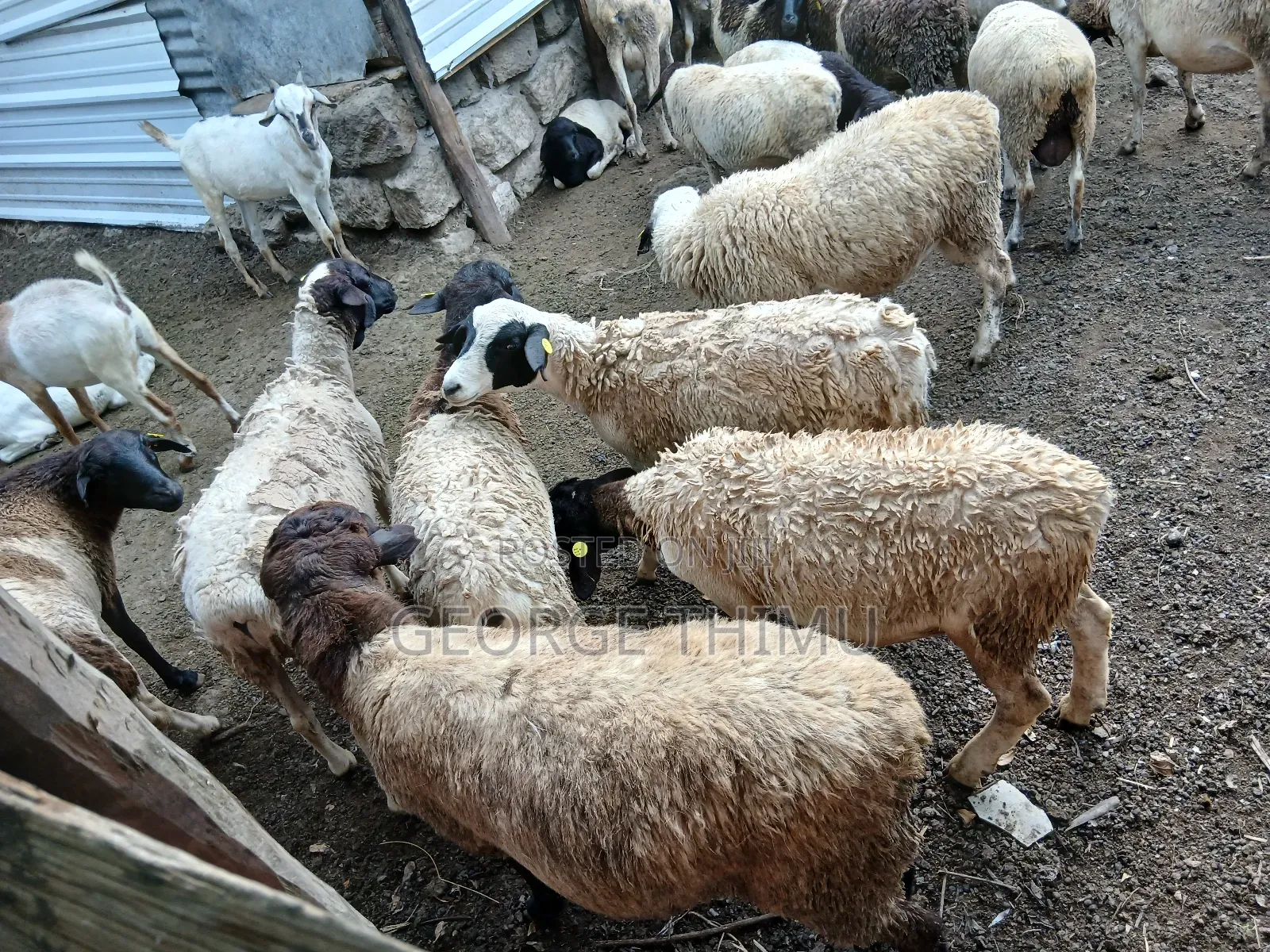 Dorper Males for Sale