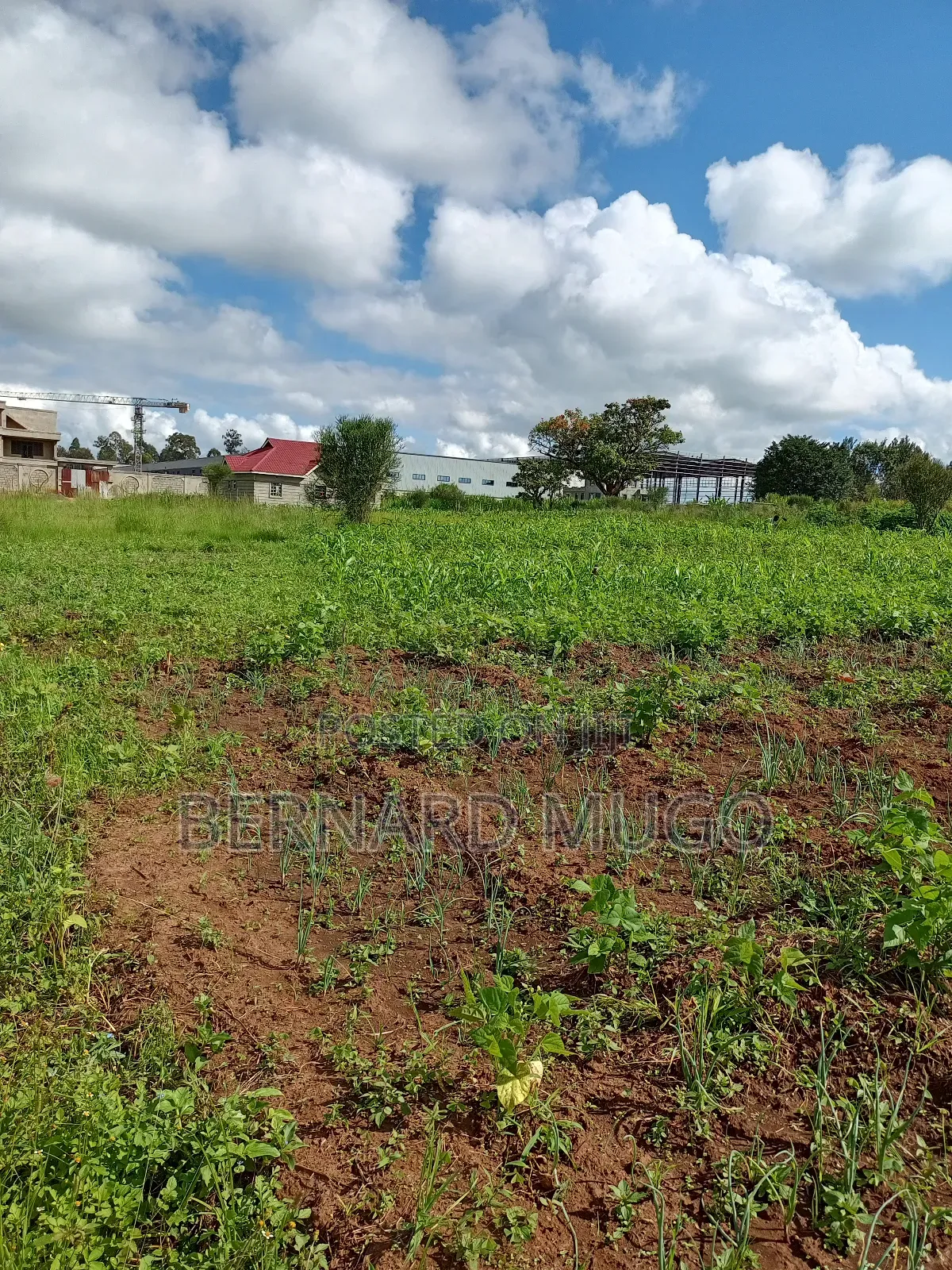 Plot for Sale in Murera Coffee Estate