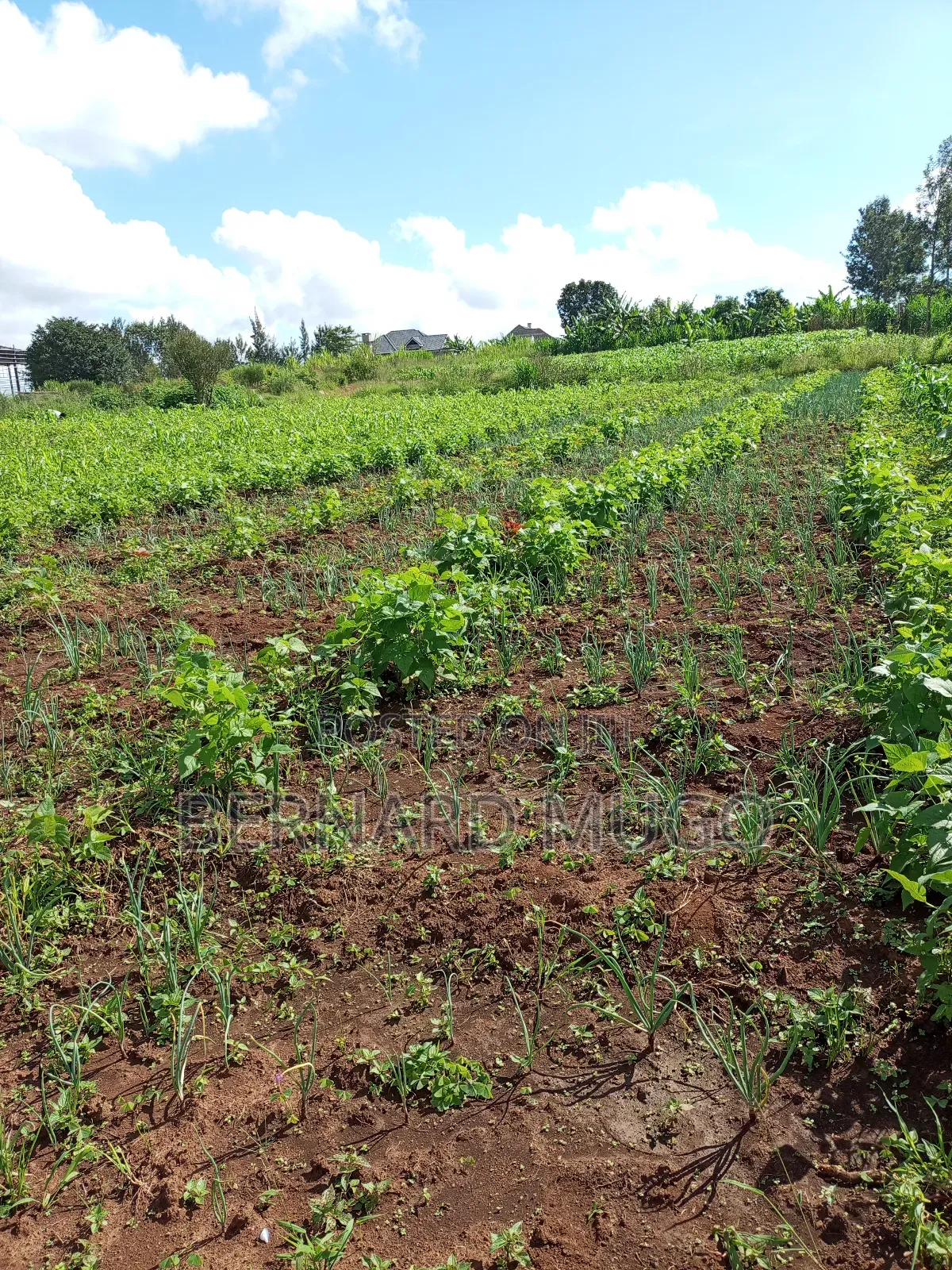 Plot for Sale in Murera Coffee Estate