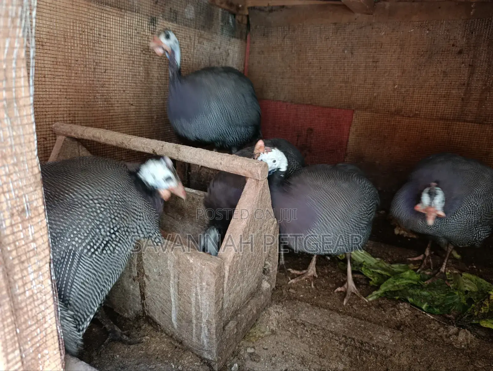 Helmeted Guinea Fowl (Numida Meleagris) Mature Kanga