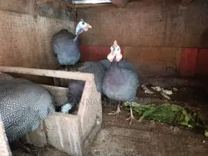 Helmeted Guinea Fowl (Numida Meleagris) Mature Kanga