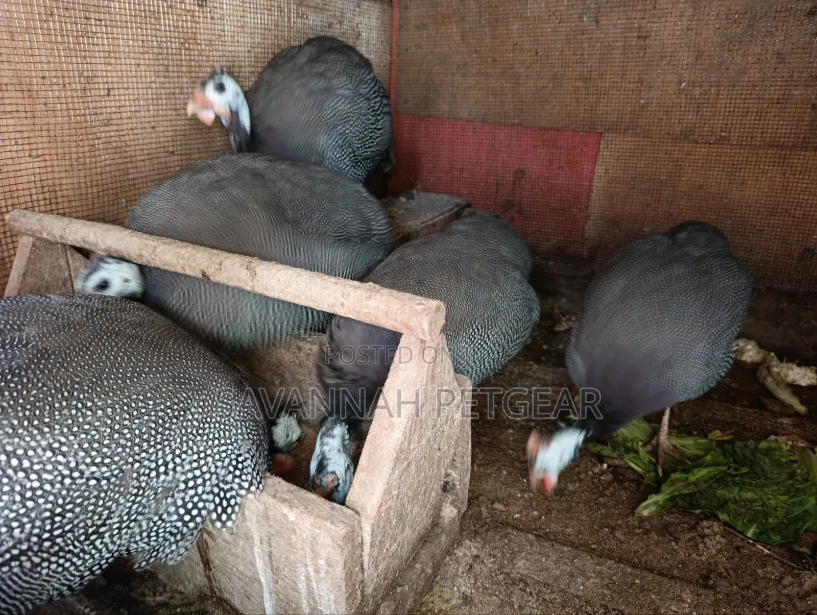 Helmeted Guinea Fowl (Numida Meleagris) Mature Kanga