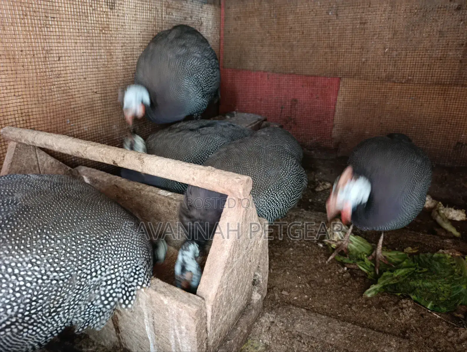 Helmeted Guinea Fowl (Numida Meleagris) Mature Kanga