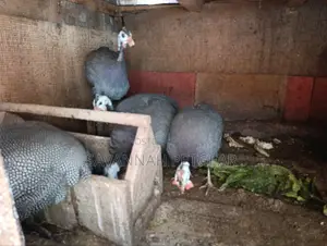 Helmeted Guinea Fowl (Numida Meleagris) Mature Kanga