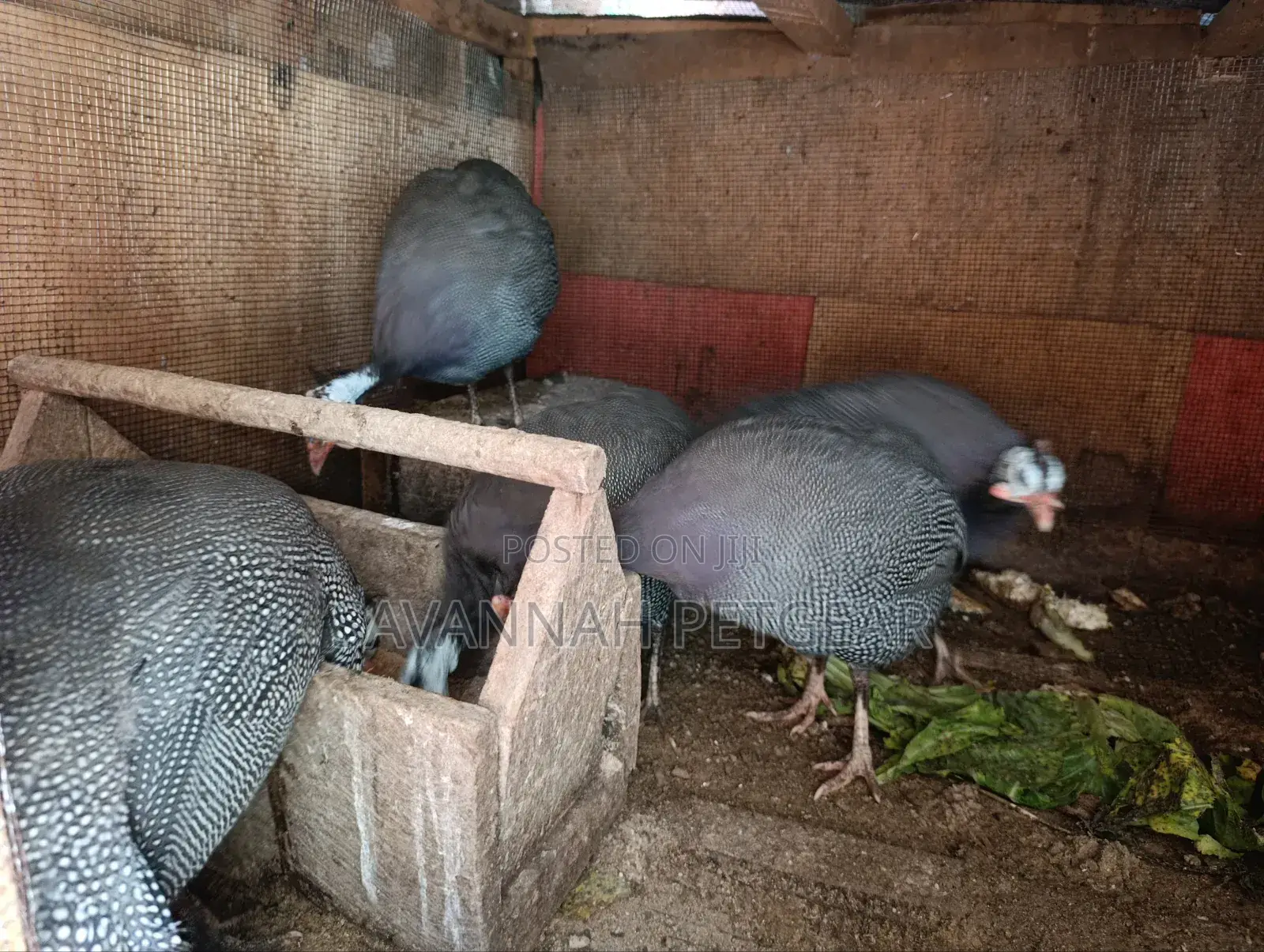 Helmeted Guinea Fowl (Numida Meleagris) Mature Kanga