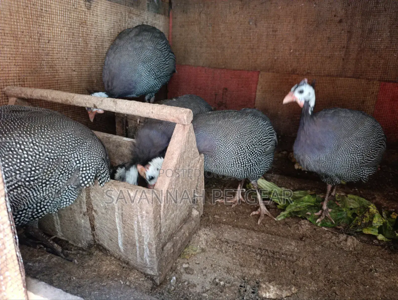 Helmeted Guinea Fowl (Numida Meleagris) Mature Kanga