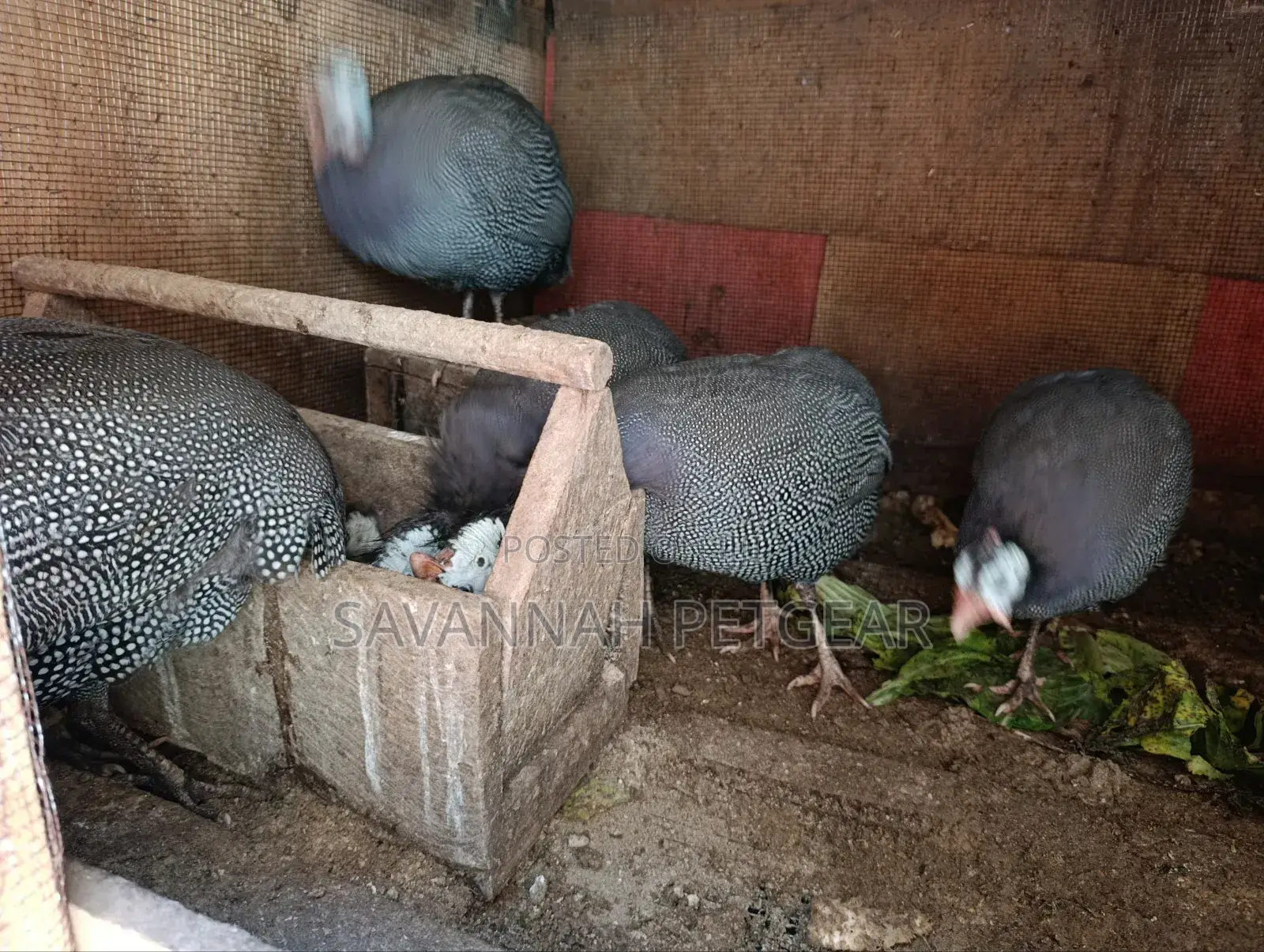 Helmeted Guinea Fowl (Numida Meleagris) Mature Kanga