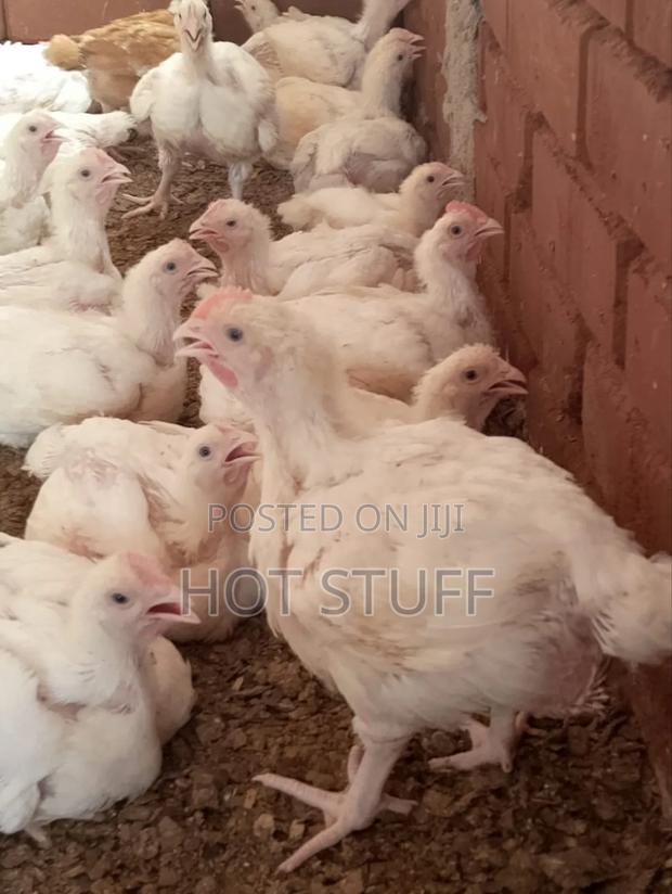 Broilers Available - main view