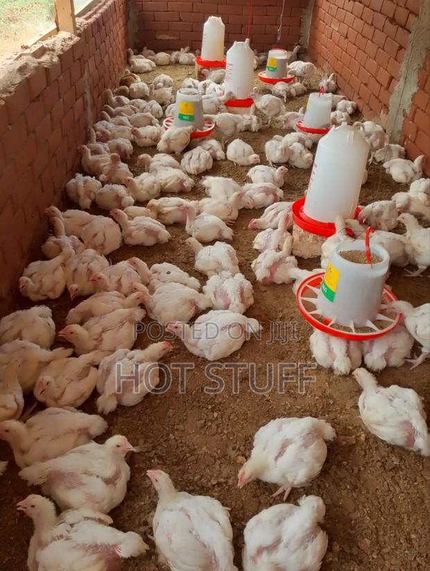 Broilers Available - thumbnail 2