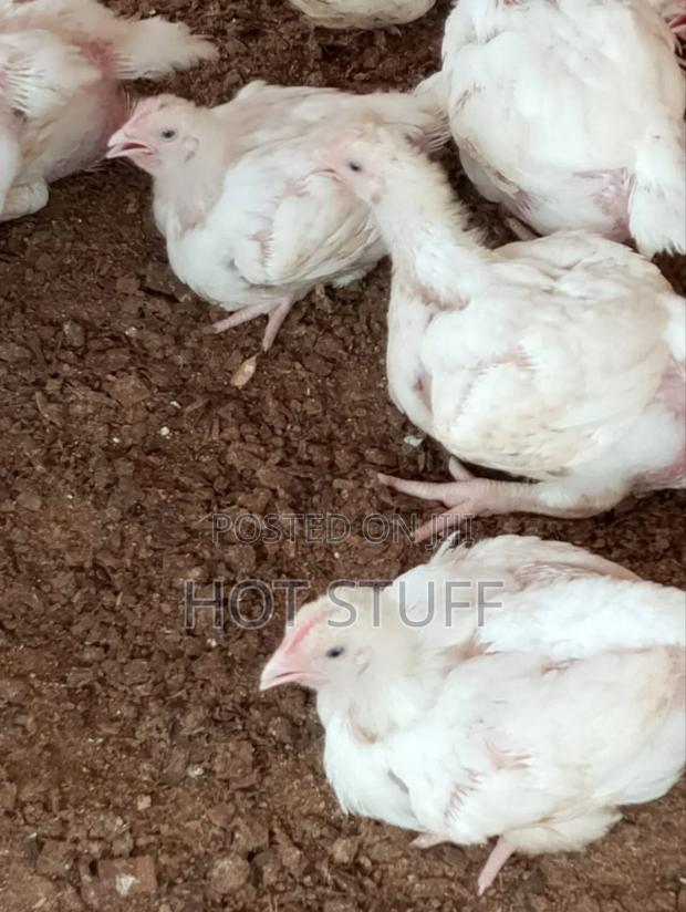 Broilers Available - thumbnail 3