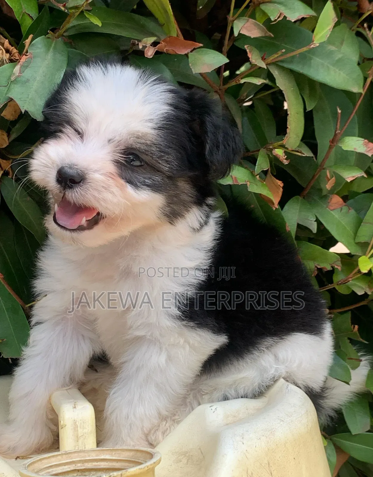 1-3 months Female Purebred Havanese