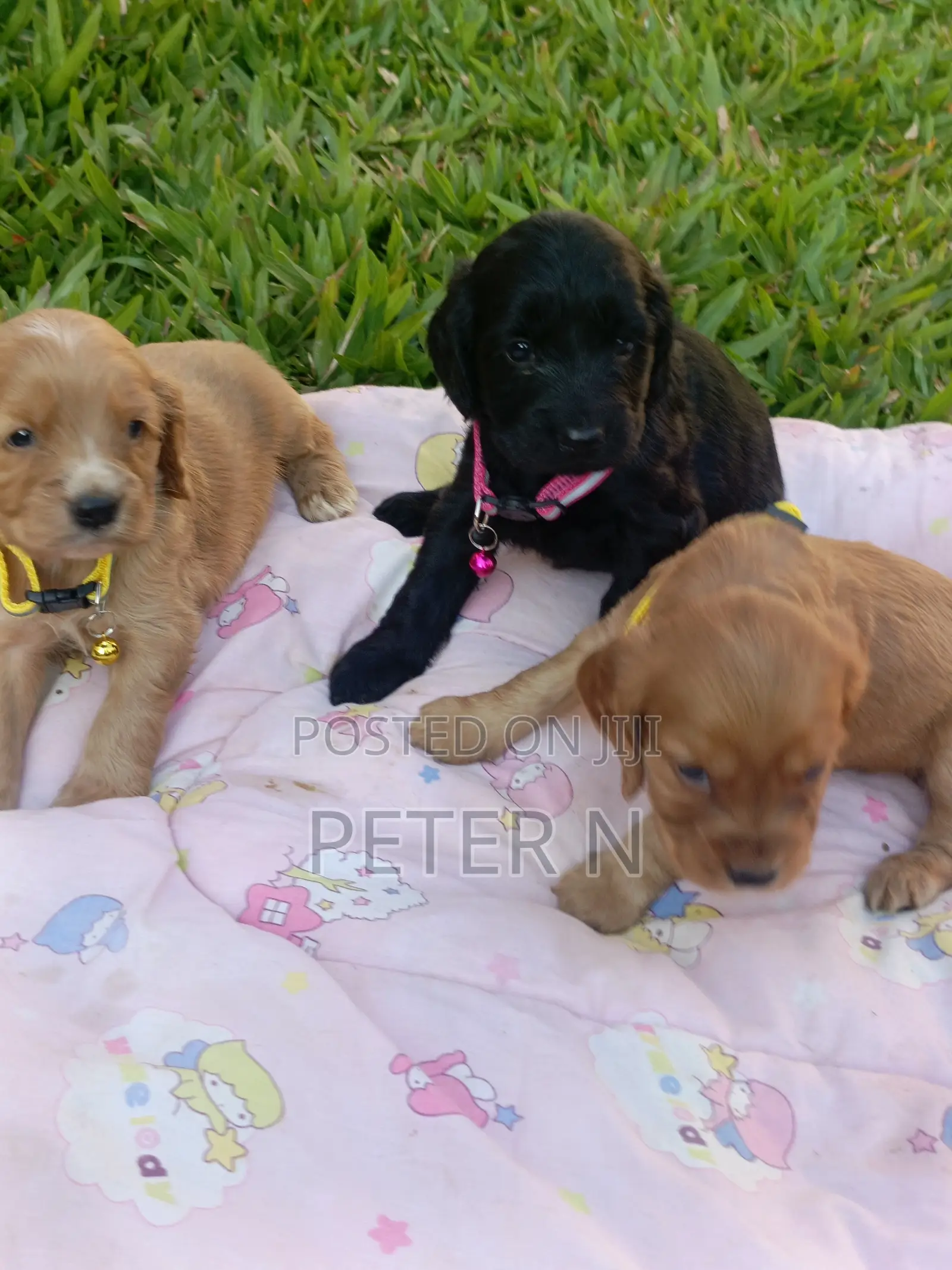 0-1 month Female Purebred Cocker Spaniel