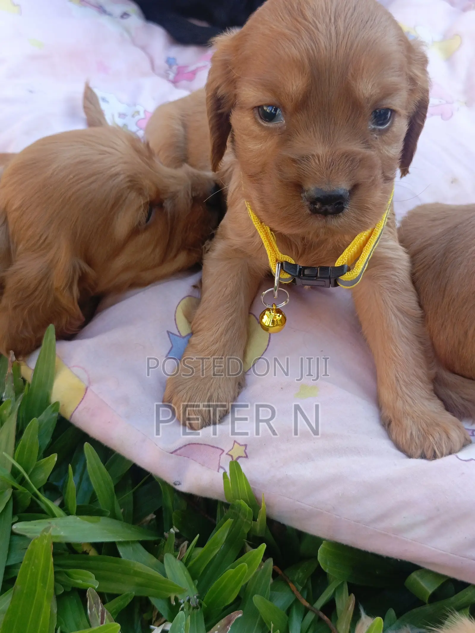 0-1 month Female Purebred Cocker Spaniel