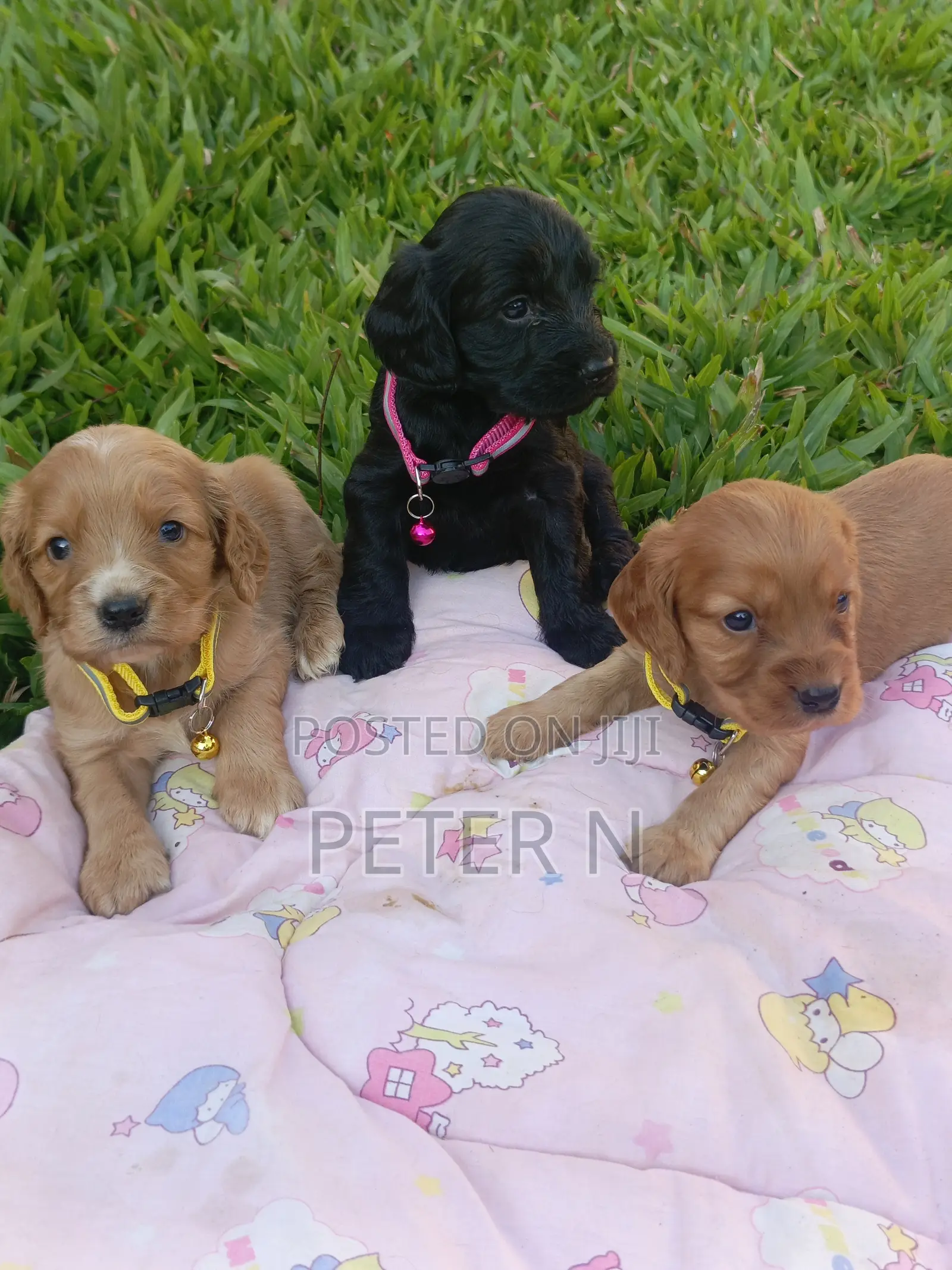 0-1 month Female Purebred Cocker Spaniel