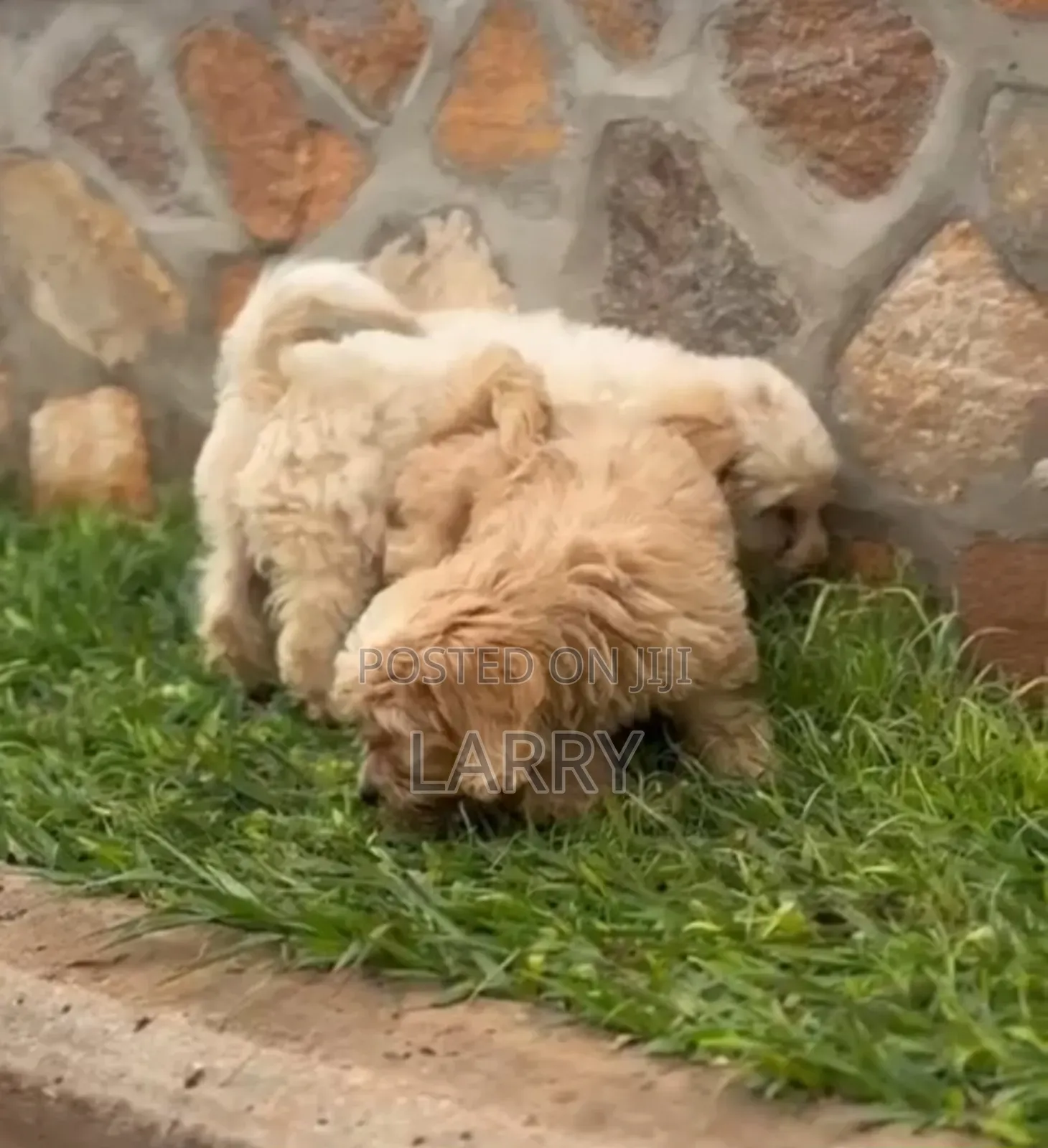 1-3 months Male Purebred Poodle