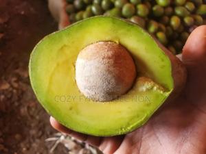 Avocado Mature Ripe to Eat - main view