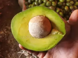Avocado Mature Ripe to Eat