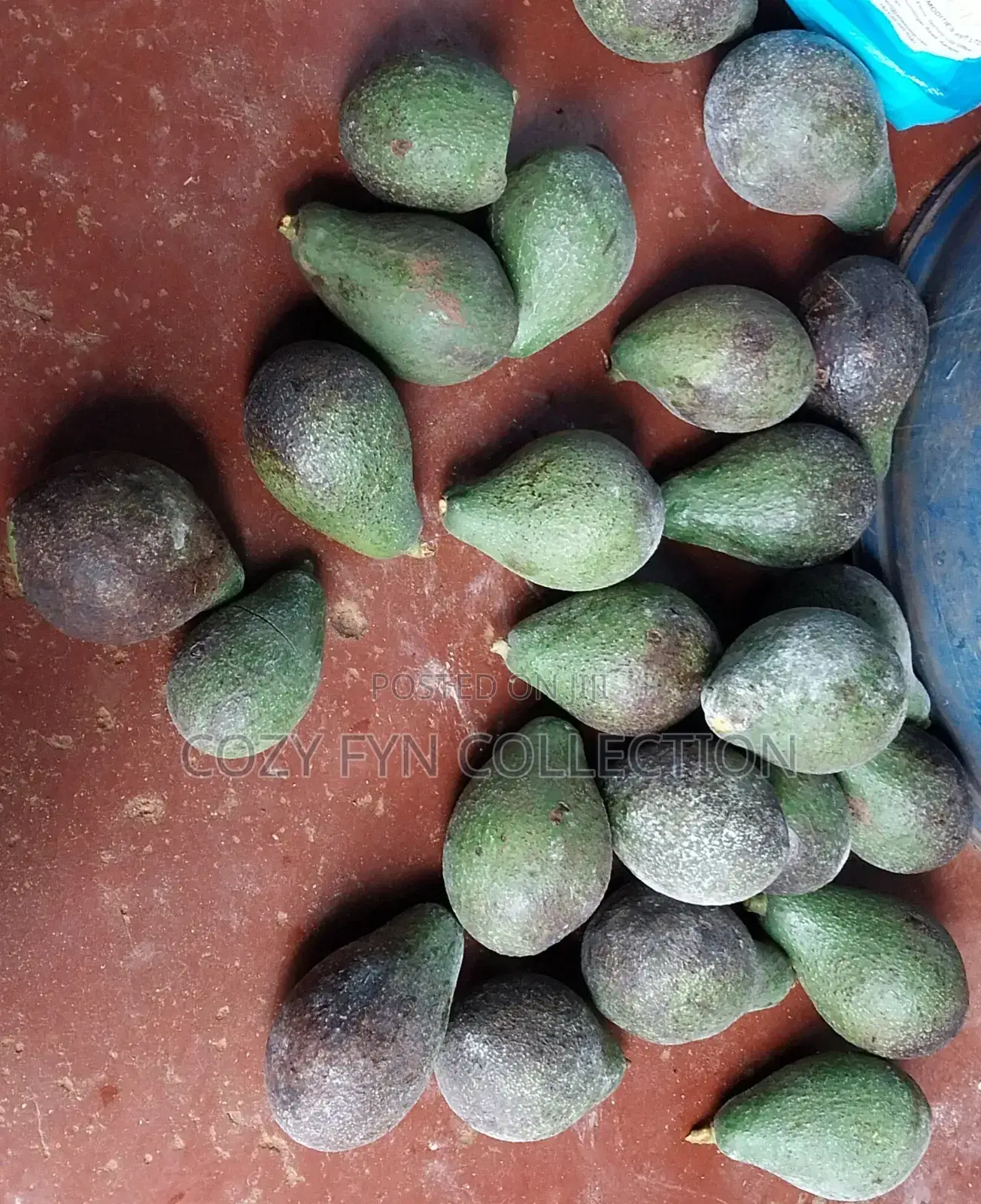 Avocado Mature Ripe to Eat