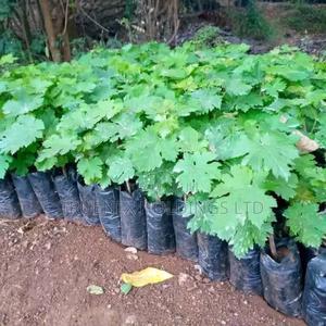 All Seedlings on Sell - main view