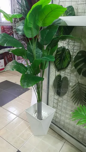 Banana 1.2m Vase Plus Plant in Stock