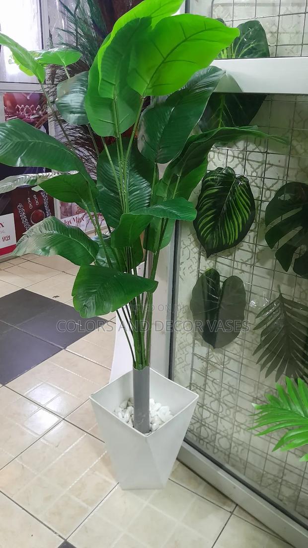 Banana 1.2m Vase Plus Plant in Stock - main view